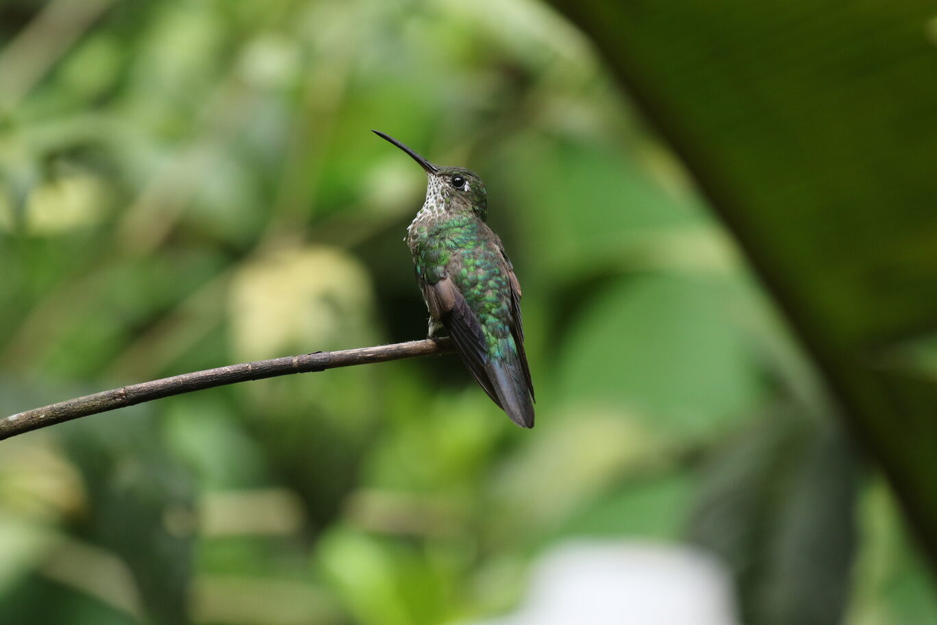 MANY-SPOTTED HUMMINGBIRD